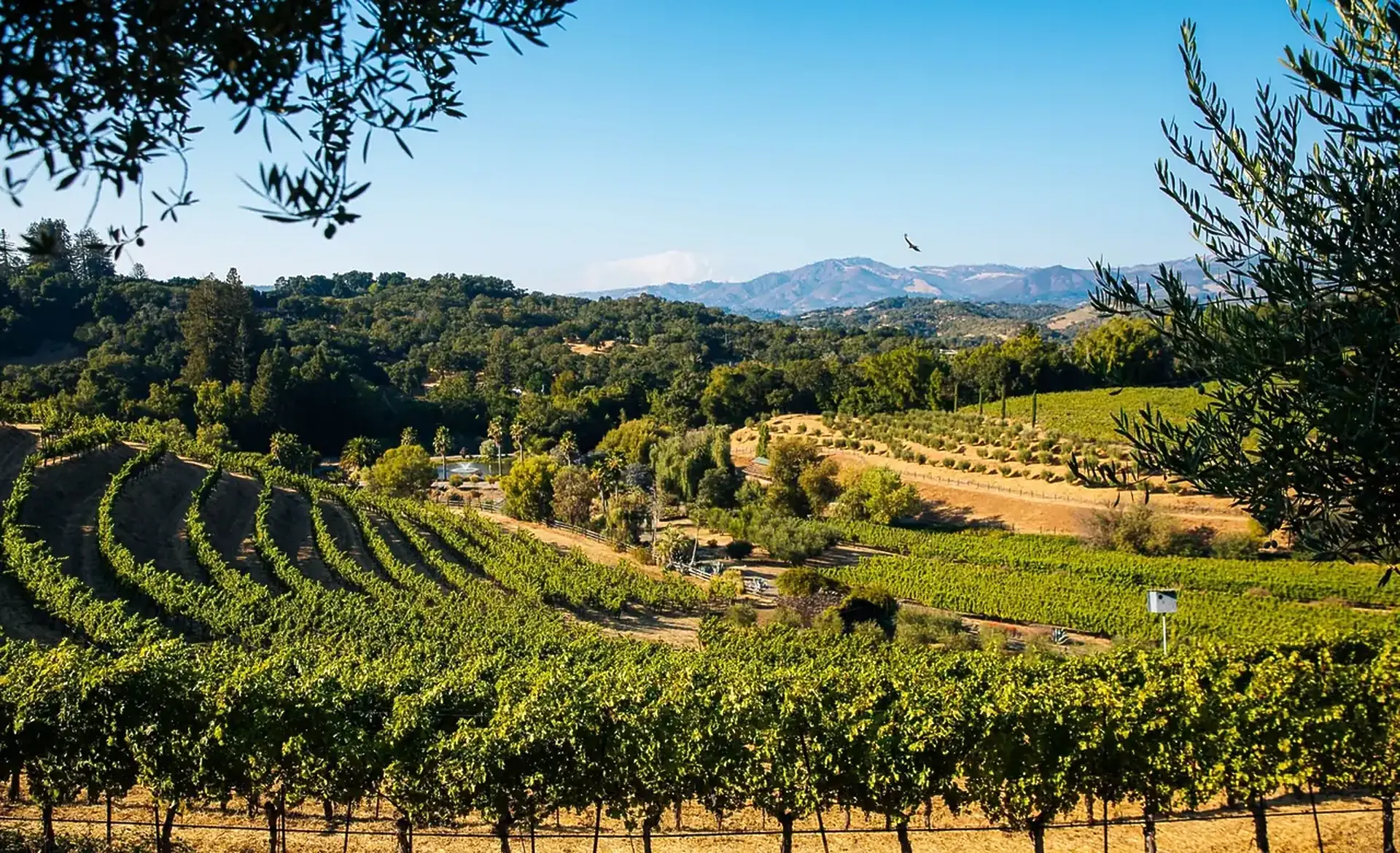 Curving vine rows across a hillside above woodland and olive trees, with blue mountains in the distance and a bird in flight