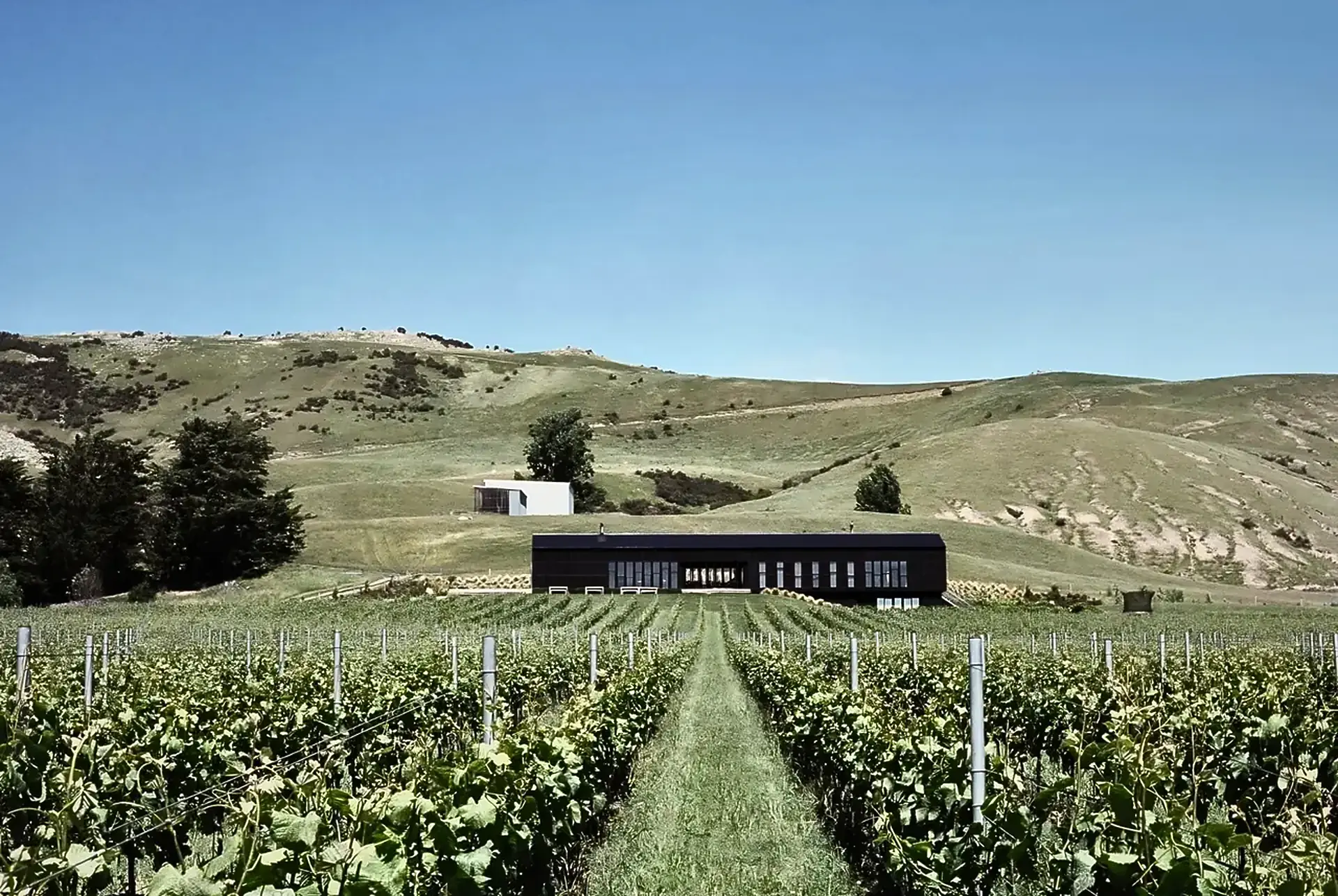 Long dark building with a row of windows at the end of a green vine row, a small white building and dry hills behind