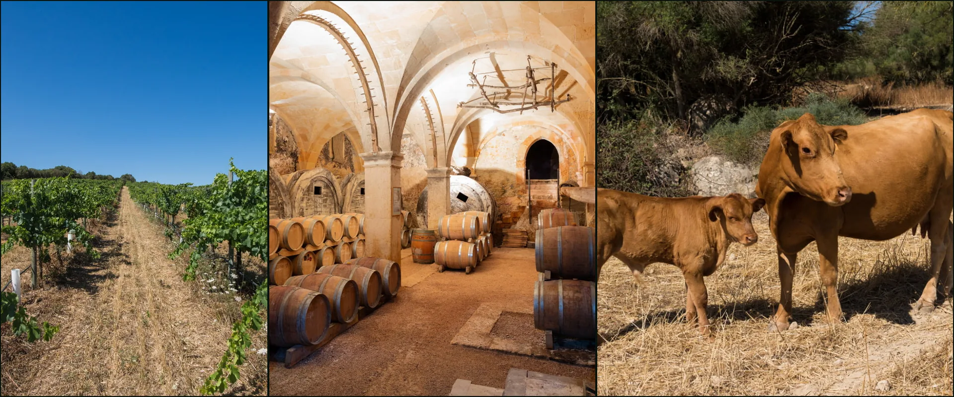 Three photographs at Bodega Can Feliu: a vine row under a clear sky, a vaulted stone cellar with barrels, a cow and calf
