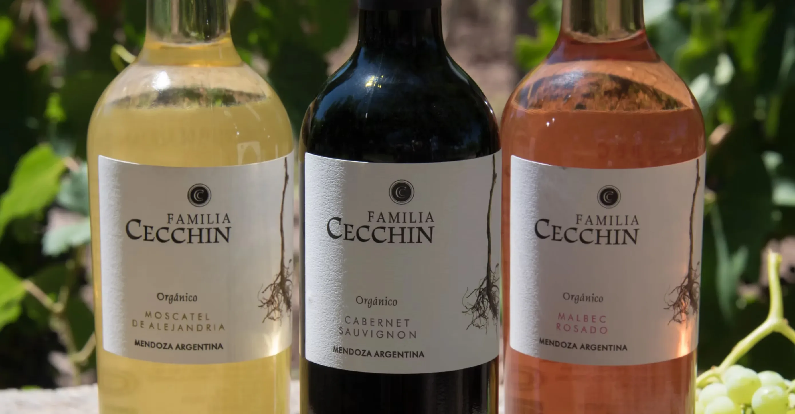 Three Familia Cecchin bottles, Moscatel de Alejandría, Cabernet Sauvignon and Malbec Rosado, set among vine leaves