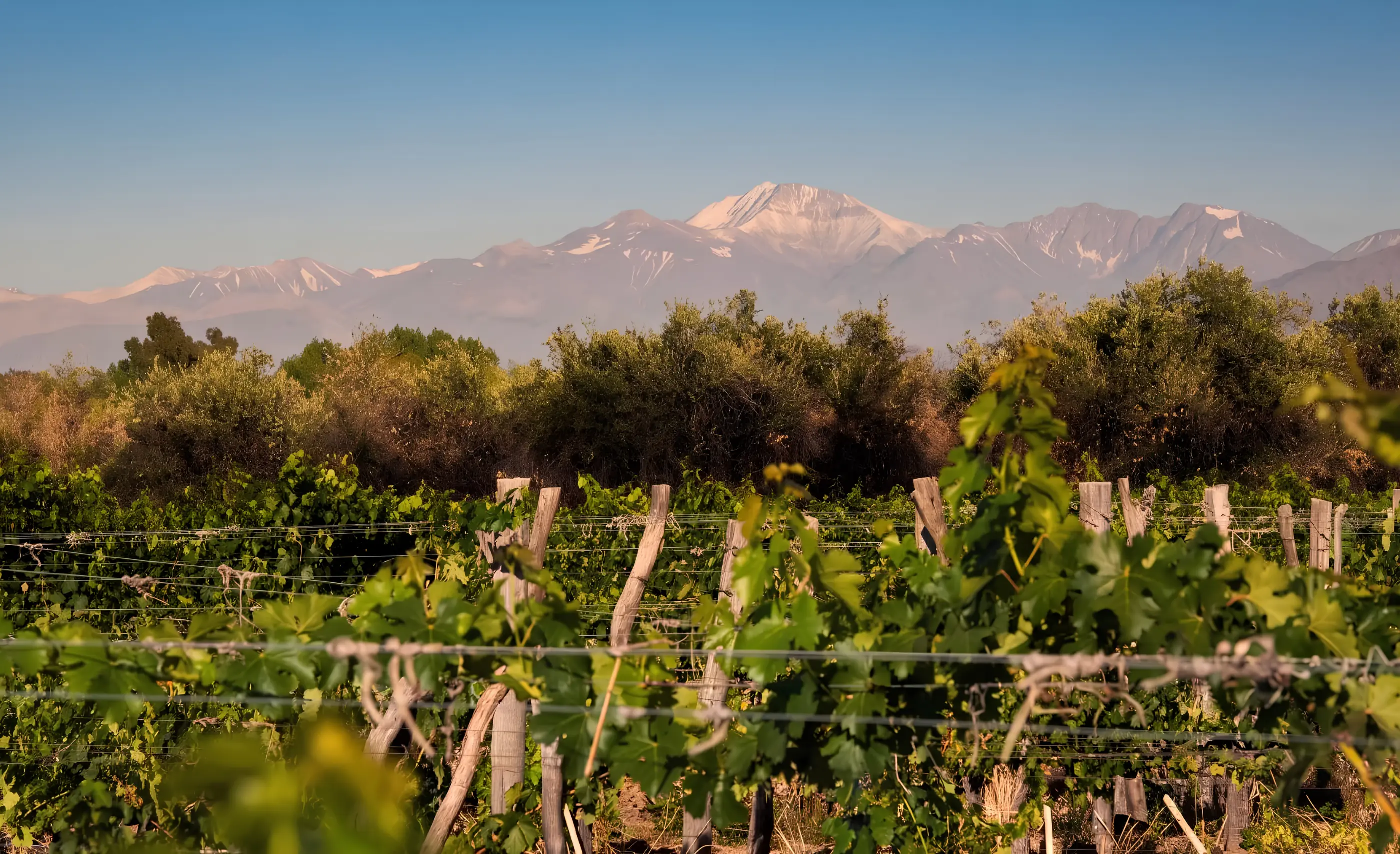 Rows of vines on wire trellises with scrub trees behind and snow-capped Andes under a clear sky