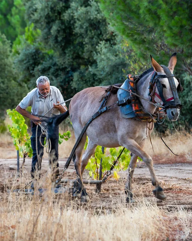 Bodega Marañones &mdash; verified Wine producer