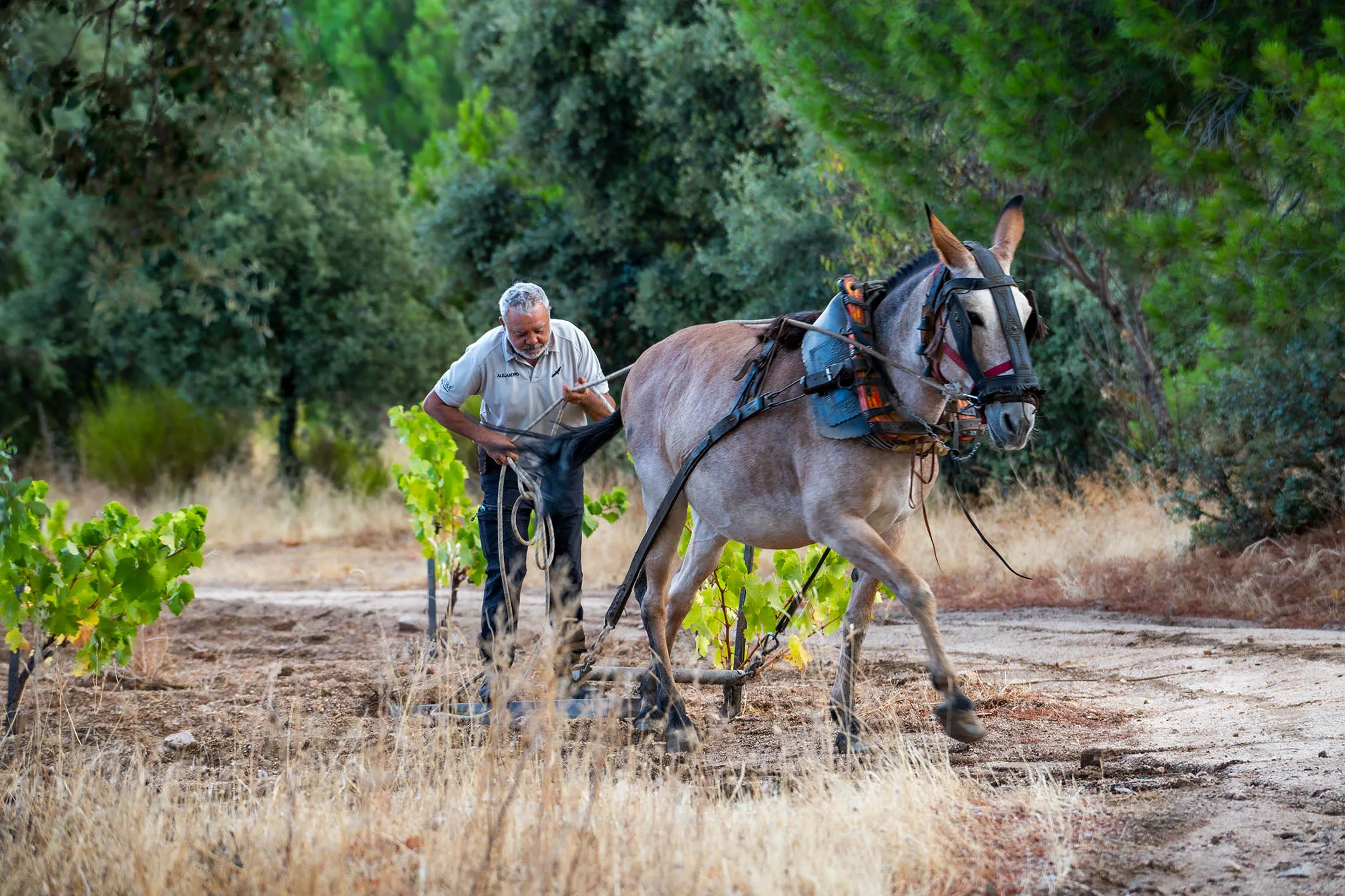 Grey-haired grower ploughing between young vines behind a mule, with pines behind, at Bodega Marañones
