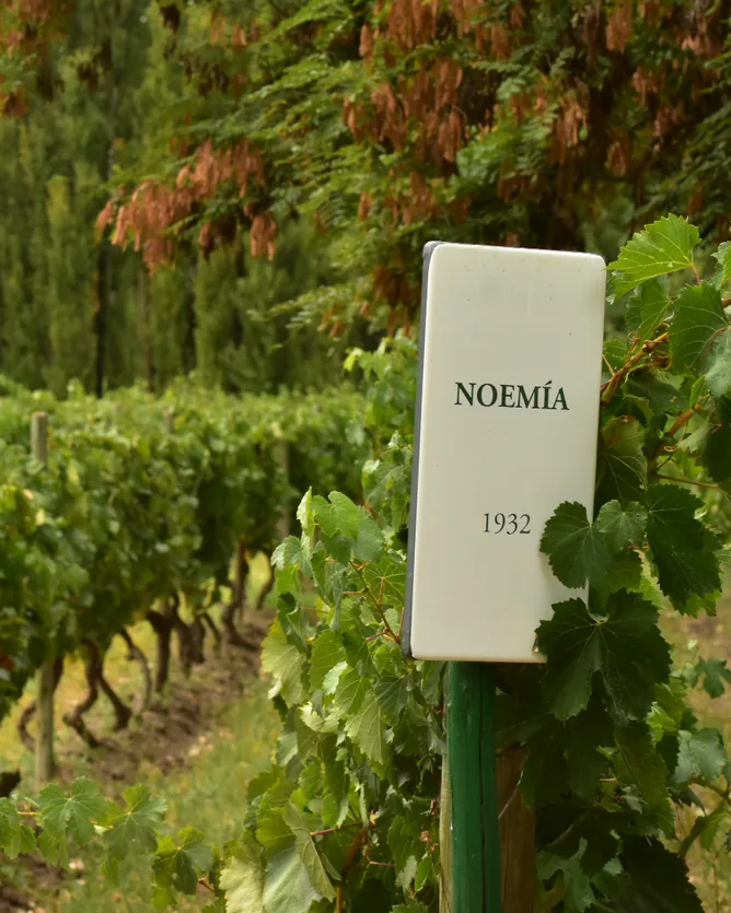 Bodega Noemía &mdash; verified Wine producer