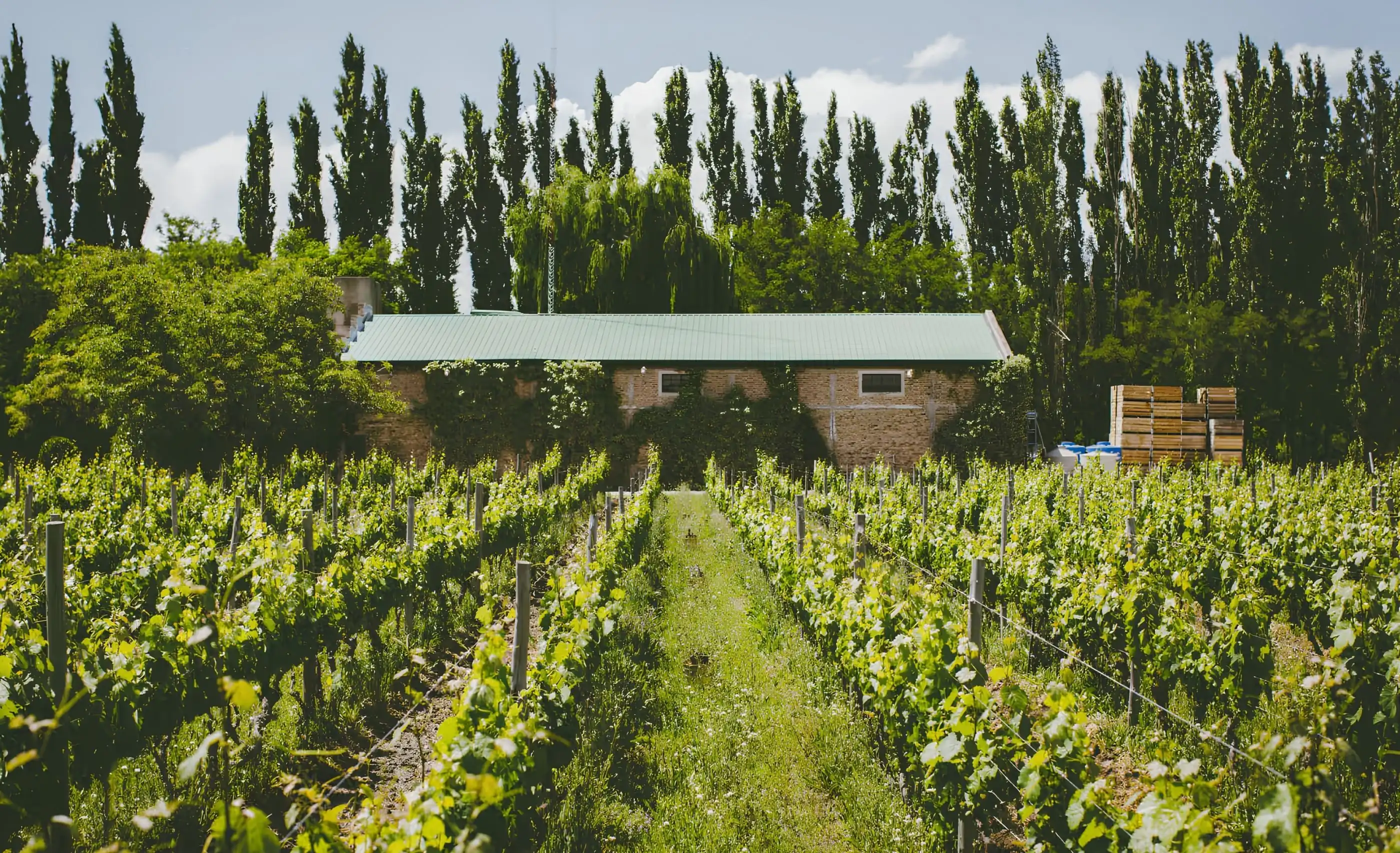 Brick building with a green metal roof and climbing plants behind vine rows, with tall poplars and stacked wooden crates