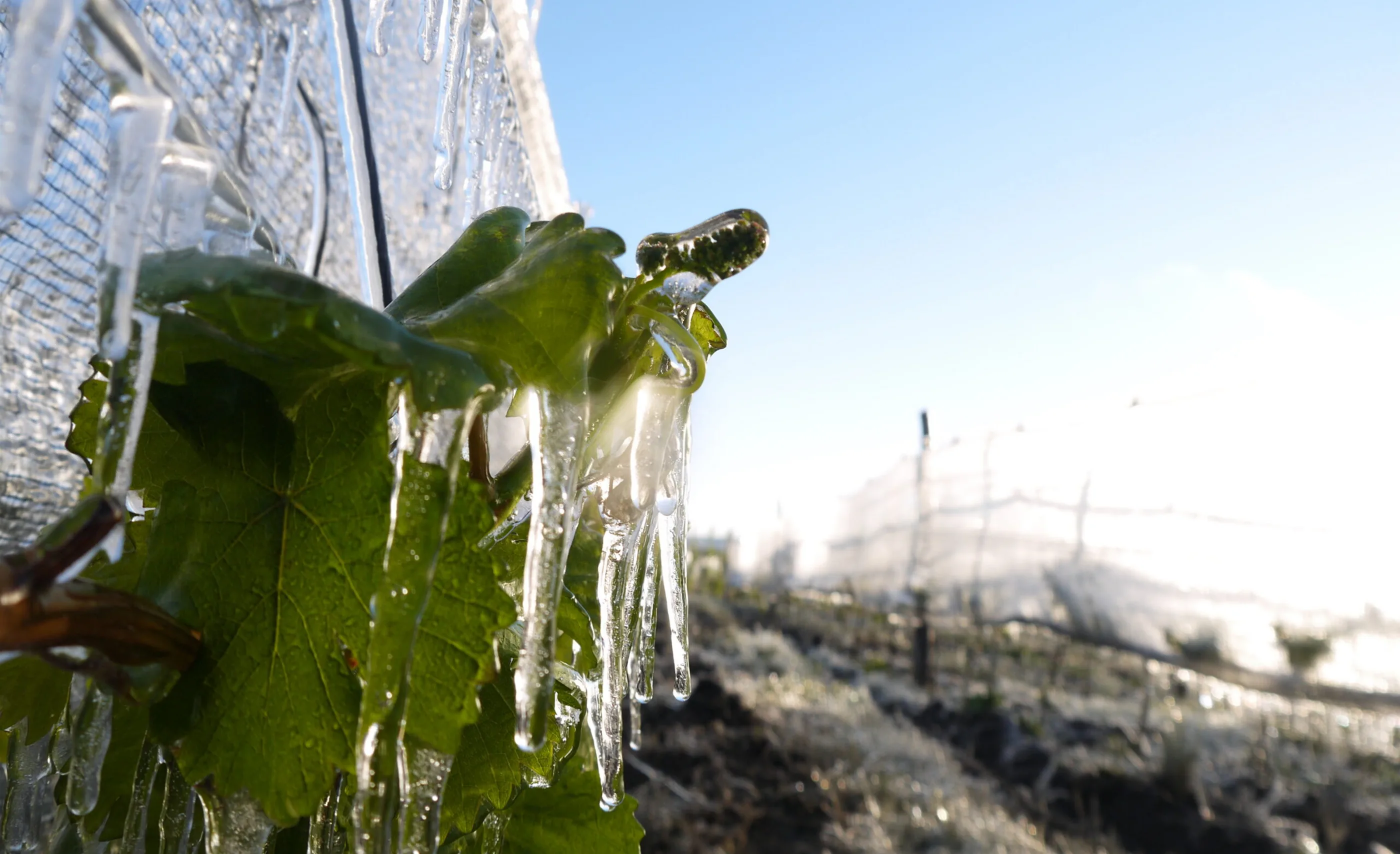 Green vine leaves sheathed in clear ice with icicles hanging from them, and frosted vine rows blurred behind