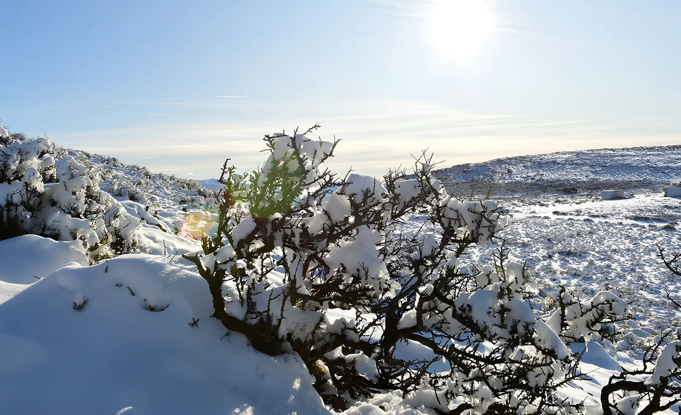 Snow-covered branches of a low plant on open ground, with a low sun above and snowy slopes behind