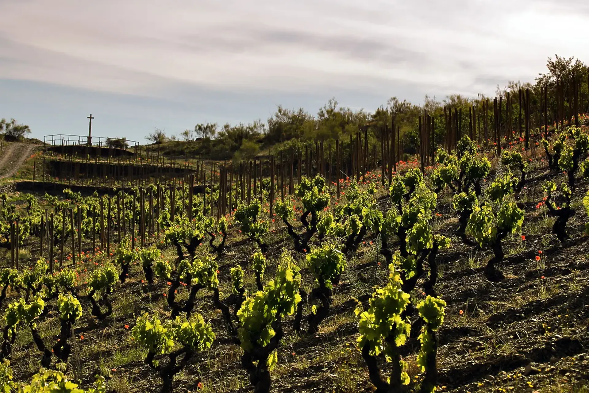 Gnarled bush vines with fresh green shoots on a terraced slope, red poppies between the rows and a cross on the ridge above