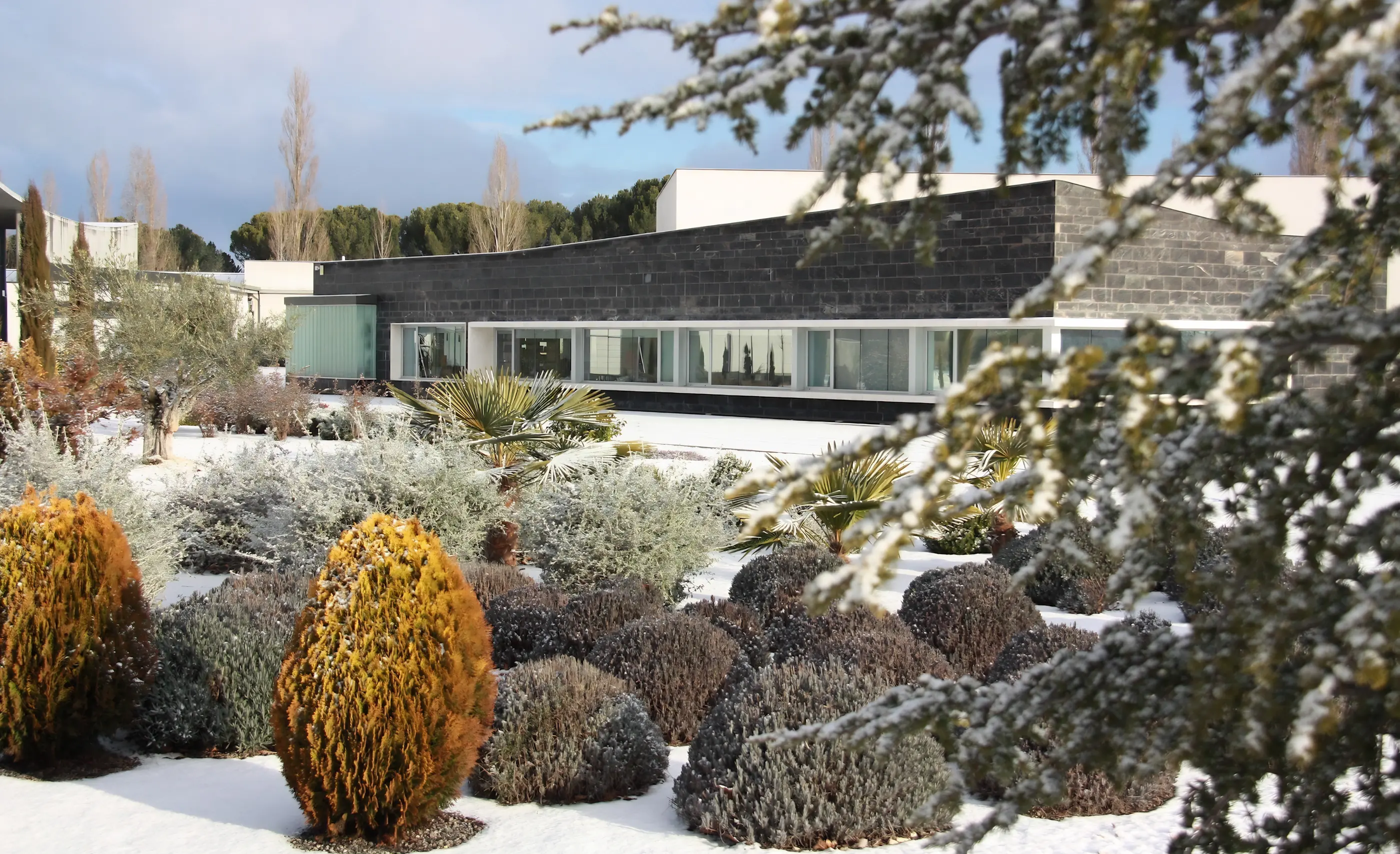 Long, low winery building with a dark stone facade and glass windows above a snowy garden of clipped shrubs, at Bodegas Mauro