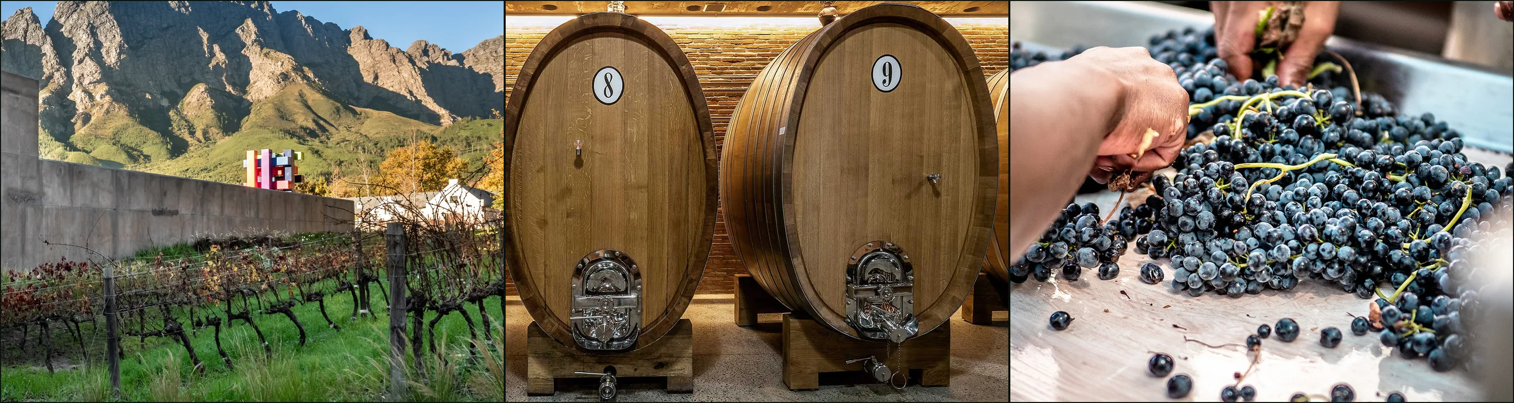Three photographs: autumn vines beside the barrel cellar wall at Boekenhoutskloof, two large numbered oak foudres, hands sorting black grapes