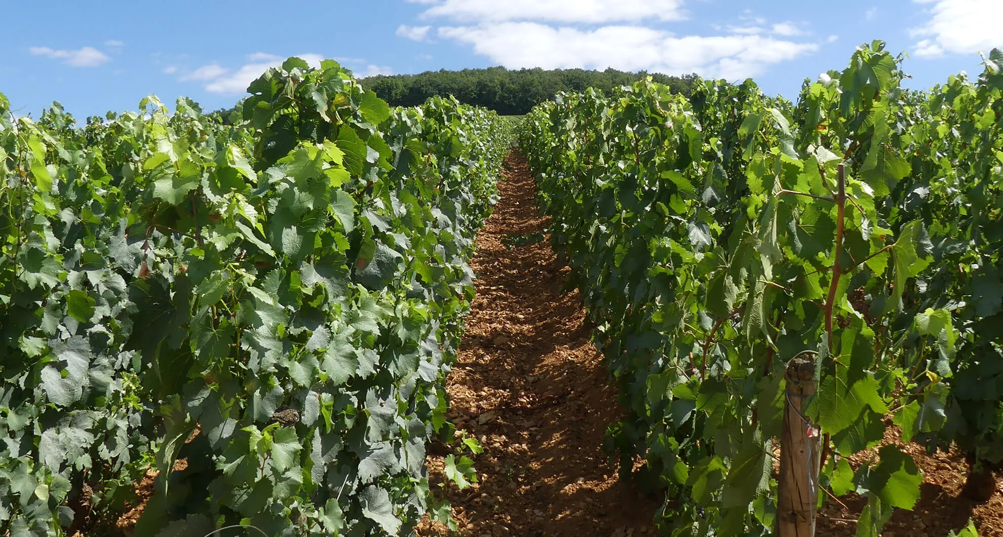 Bonneau du Martray