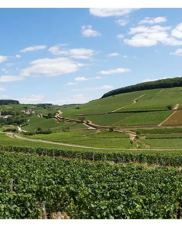 Bonneau du Martray