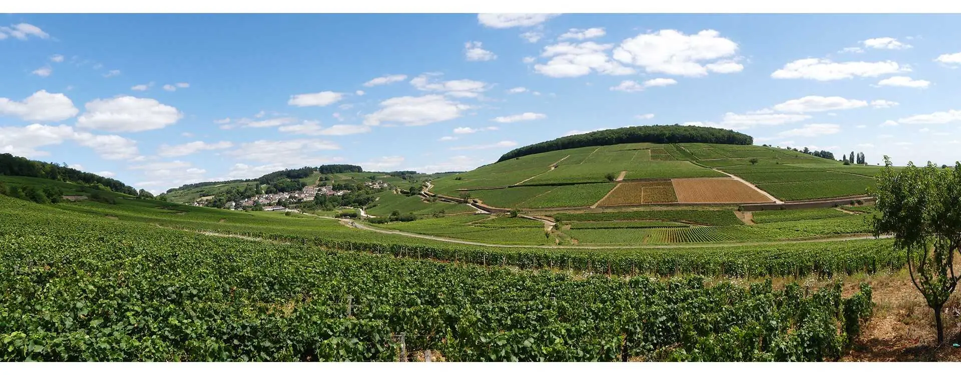 Bonneau du Martray