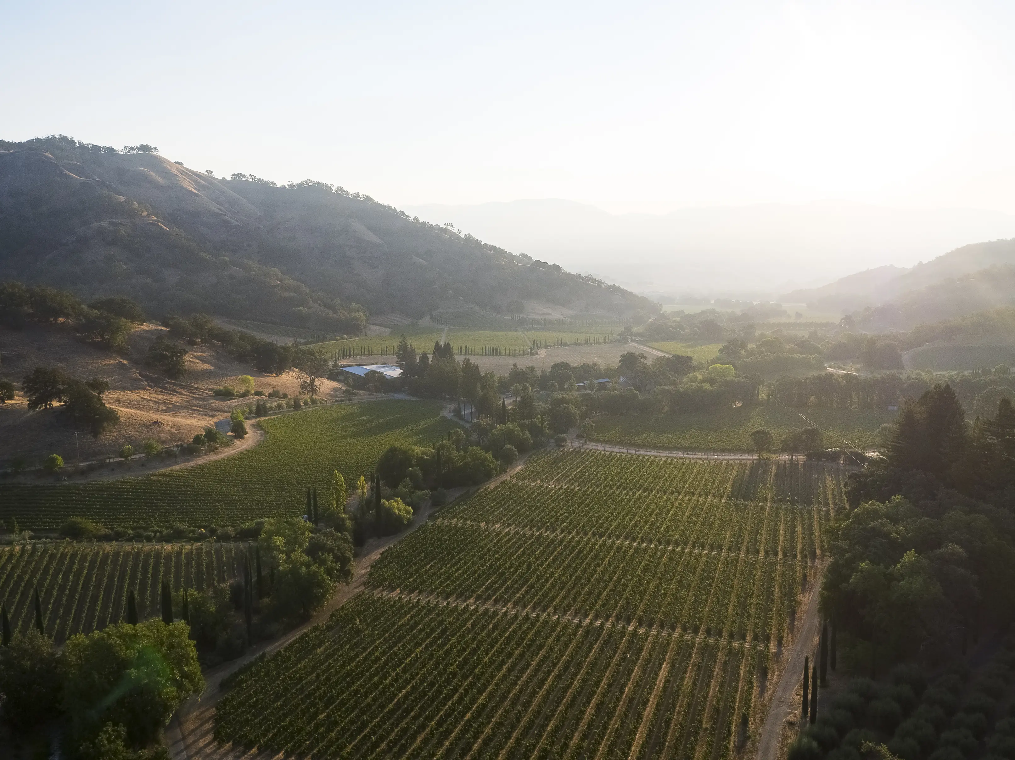 Aerial view over vineyard blocks and tree-lined tracks in a Mendocino valley, with dry oak-dotted hills and morning haze