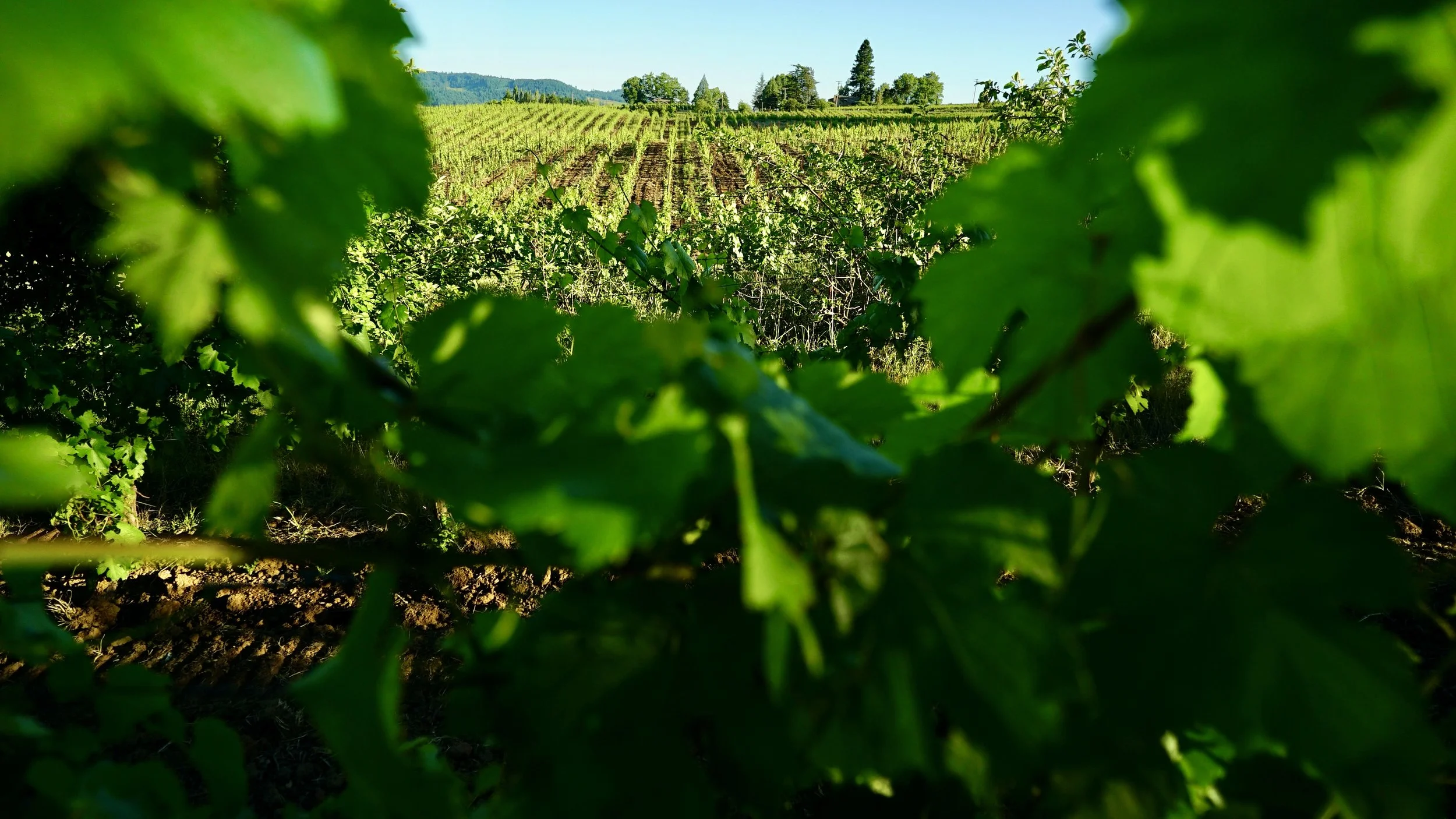 Large green vine leaves framing a view across vineyard rows to tall trees and a ridge in low sun