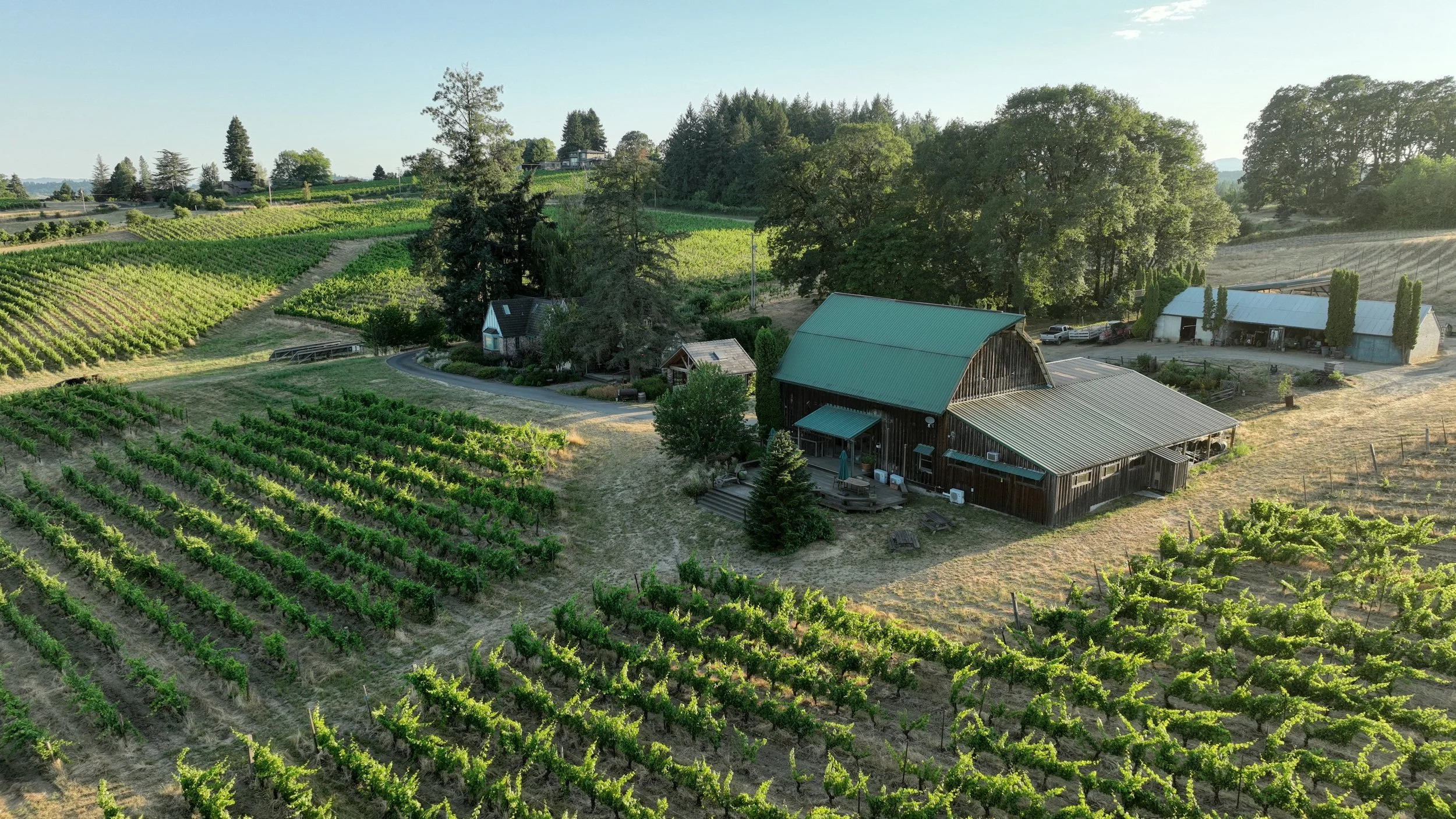 Aerial view of a green-roofed barn and outbuildings among vine blocks and oaks on Ribbon Ridge