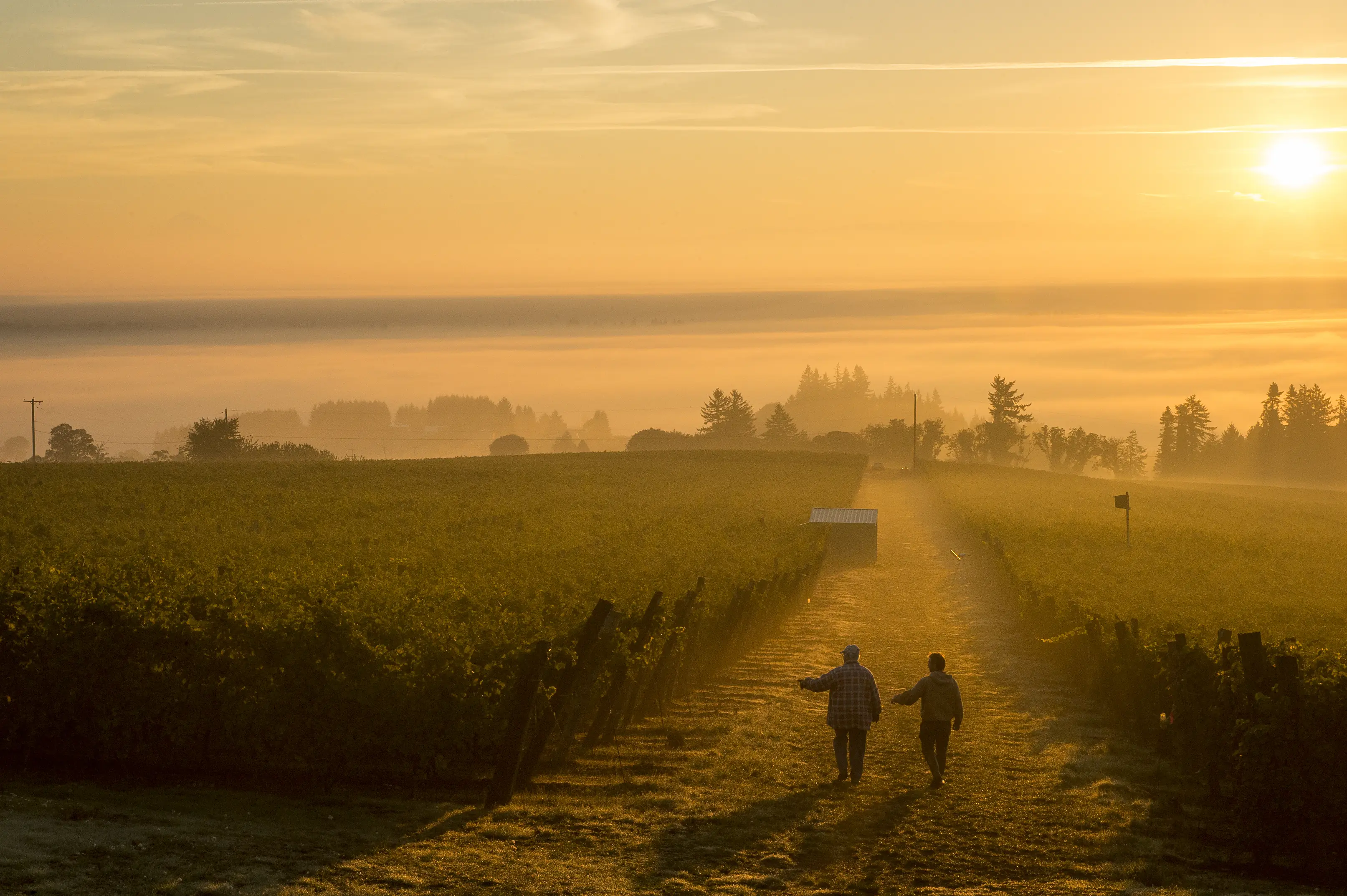 Two people walking up a grass track between vine rows at sunrise, fog over the valley below, at Brooks in the Eola-Amity Hills