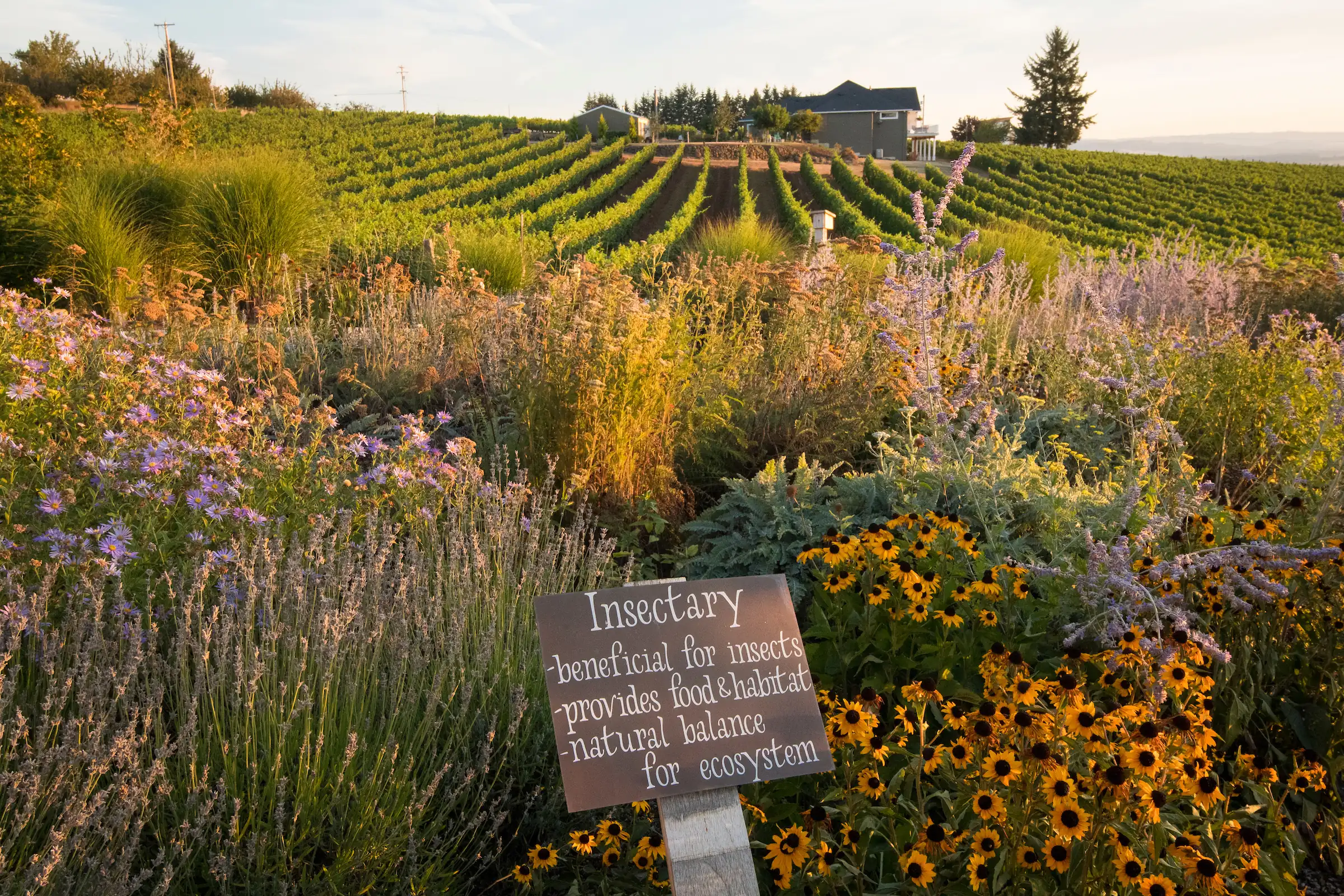 Border of purple and yellow flowers with a sign reading Insectary, above vine rows at Brooks in the Eola-Amity Hills