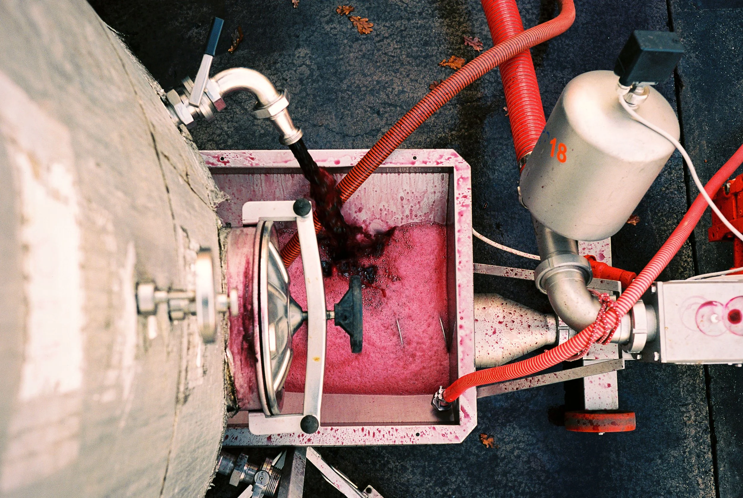 Overhead view of a destemmer-crusher hopper foaming with red crushed grapes, with red hoses and fallen oak leaves around it