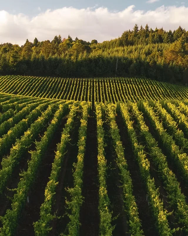 Carlei Estate &mdash; verified Wine producer