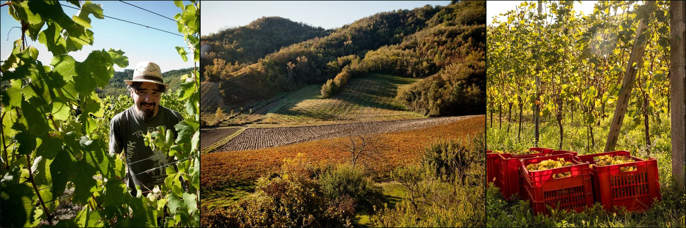 Three photographs at Cascina Iuli: a man in a straw hat among vines, autumn hills, red crates of pale green grapes