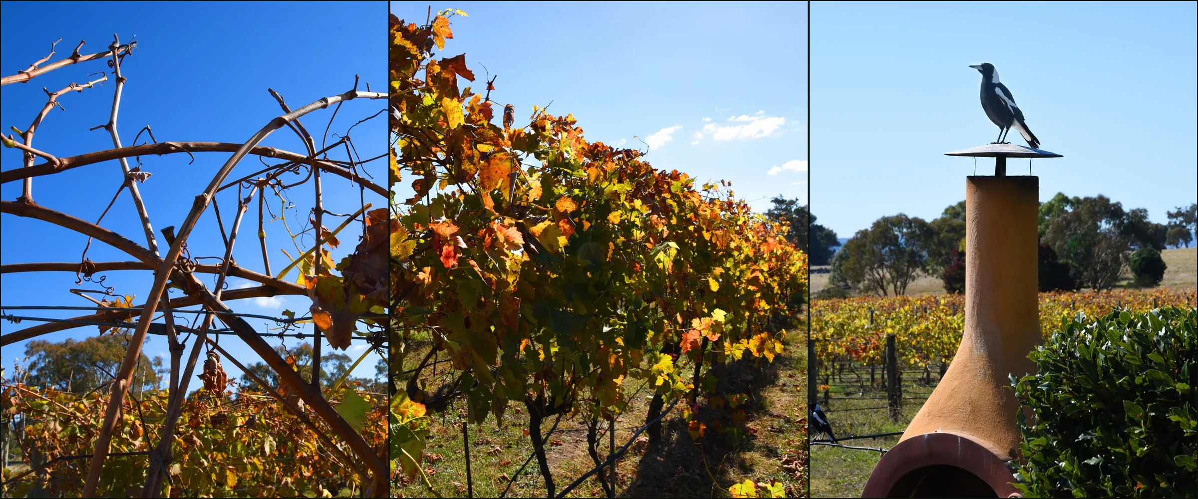 Three photographs at Castagna: bare canes against blue sky, a vine row in autumn colour, a magpie sculpture on a chimney