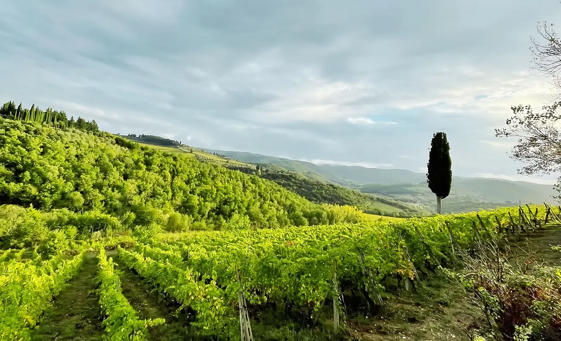 Bright green vine rows on a hillside with a lone cypress and wooded hills receding under a cloudy sky