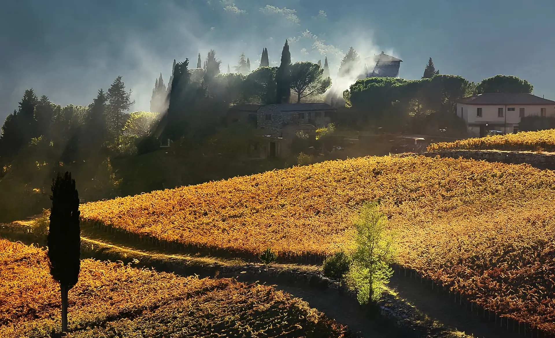 Stone buildings on a ridge among cypress and umbrella pines above gold autumn vines in misty light