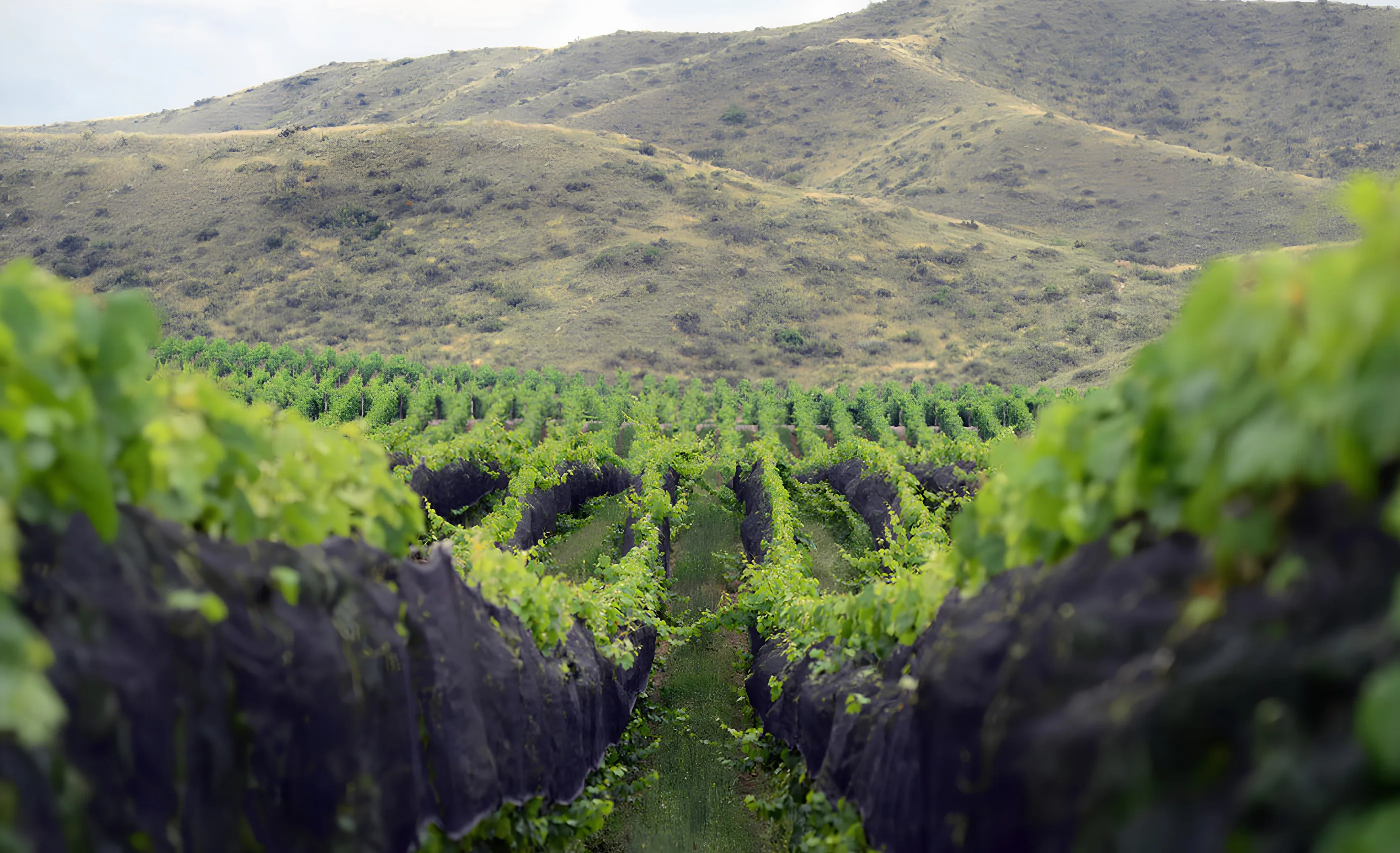 Leafy vine rows with dark netting along them, running toward a dry scrubby hillside, at Catena Zapata
