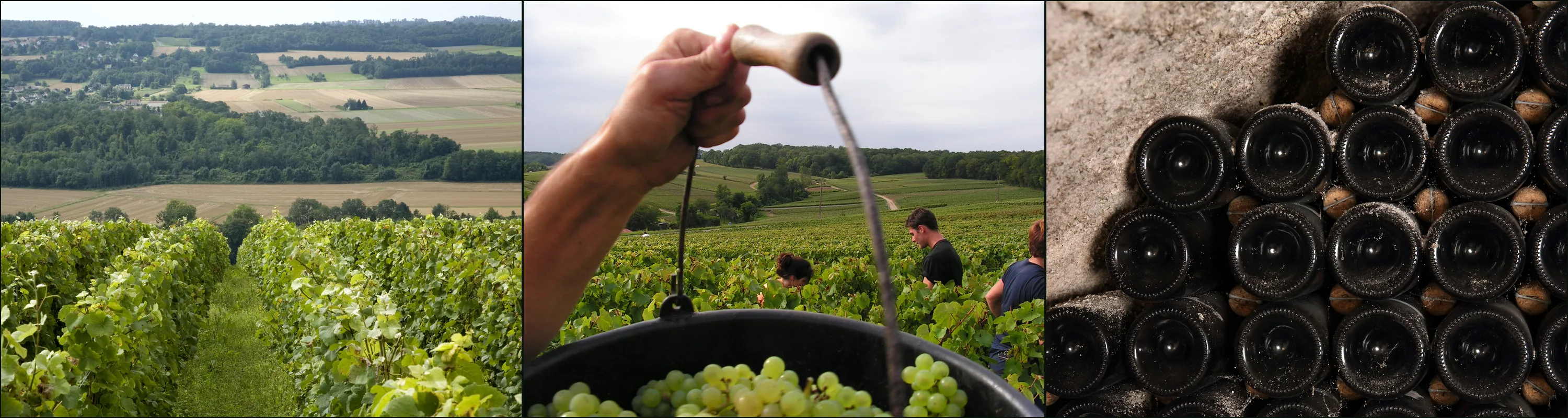 Three photographs at Champagne Françoise Bedel: a grassed vine row above a valley, a hand holding a bucket of white grapes, stacked bottles in a cellar