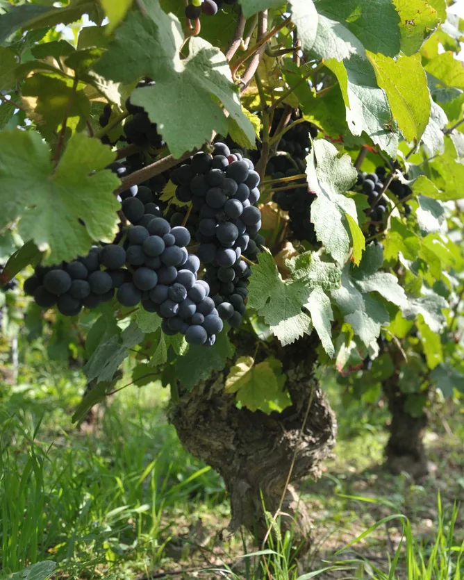 Champagne Françoise Bedel &mdash; verified Champagne producer