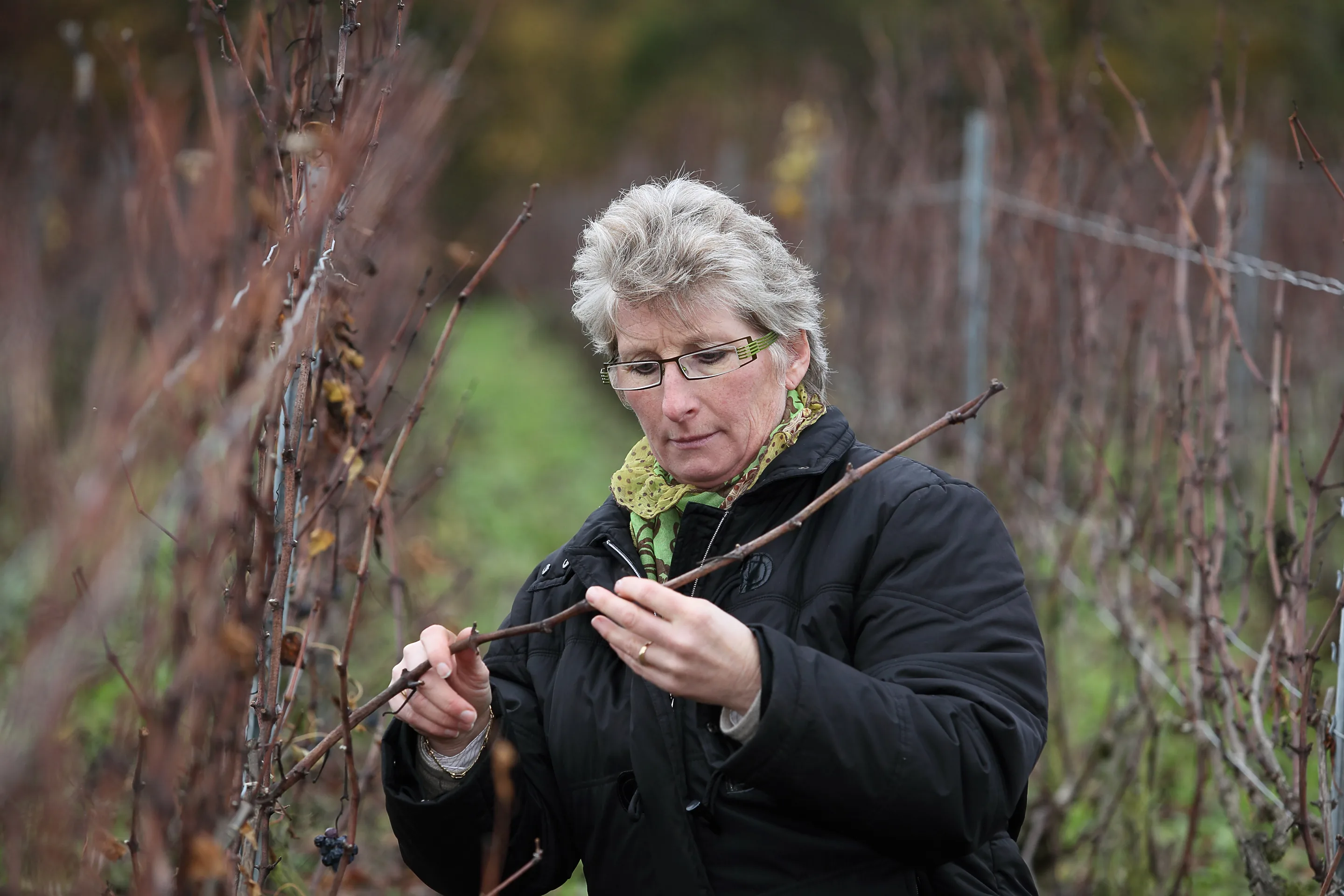 Woman with grey hair and glasses in a black coat examining a cane in bare vines, at Champagne Françoise Bedel