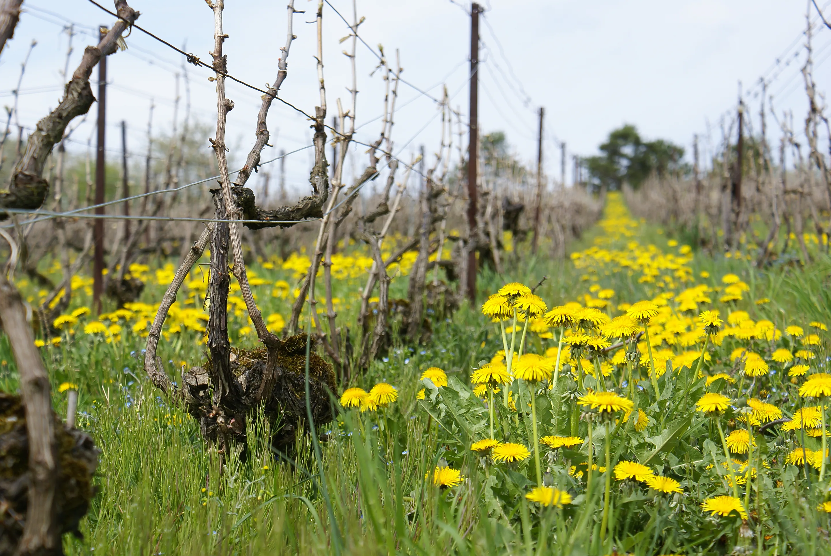 Gnarled mossy vine trunks with bare canes above a grassed row full of yellow dandelions, at Champagne Pascal Doquet
