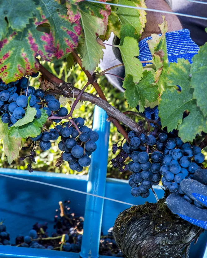 Château Guadet &mdash; verified Wine producer