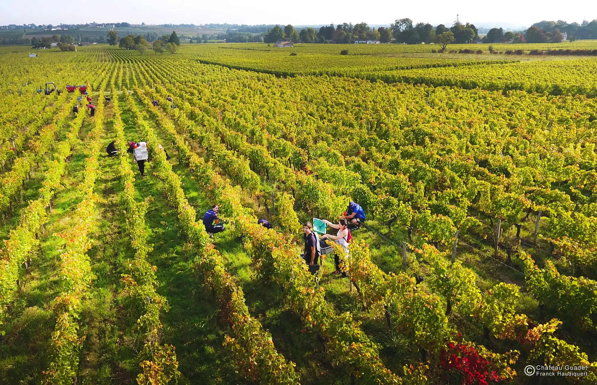 Pickers harvesting in yellow and red vine rows seen from above, a tractor and red trailer at far left, at Château Guadet