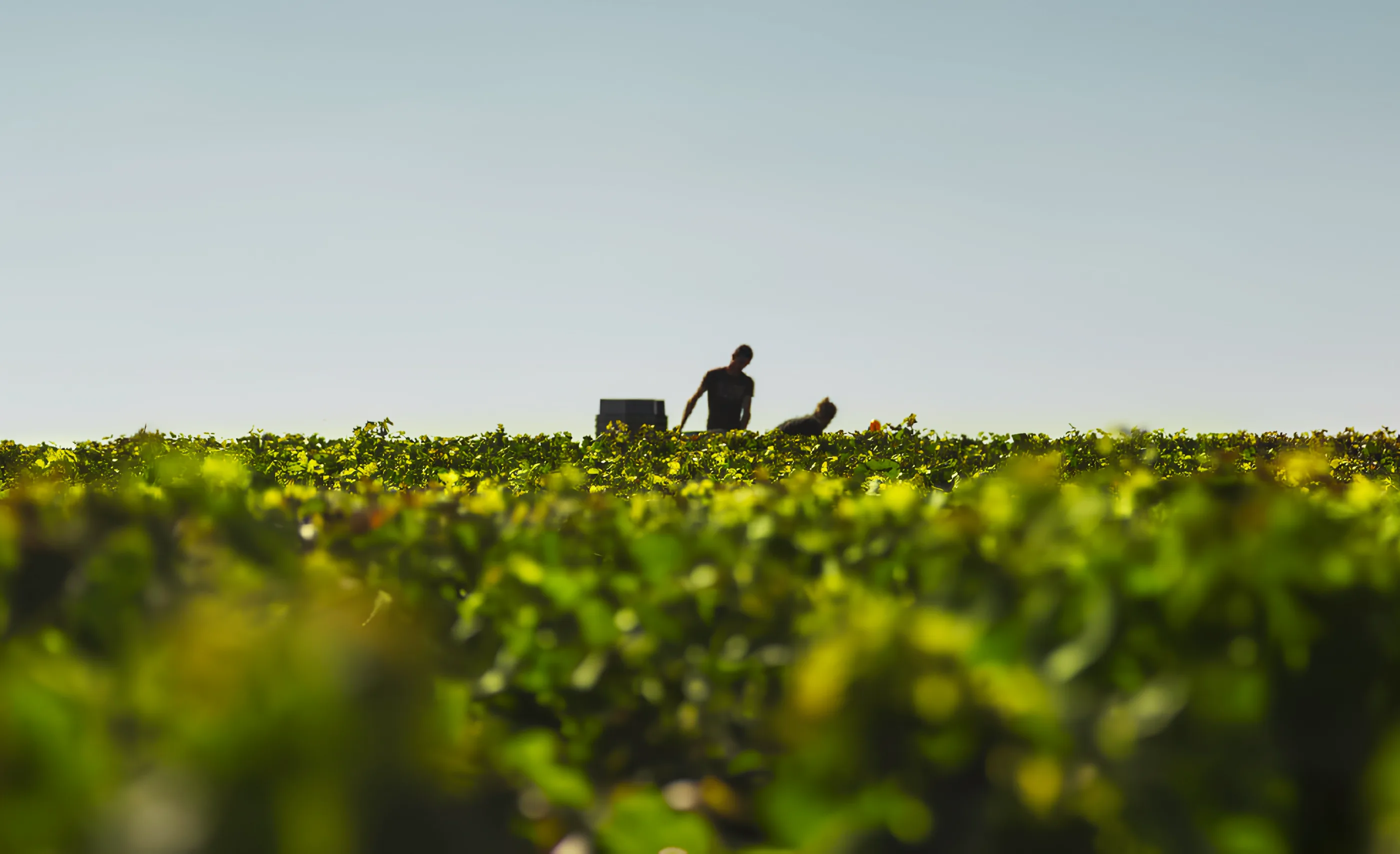 Two pickers silhouetted above low yellow-green vine foliage under a clear pale sky, with a crate beside them