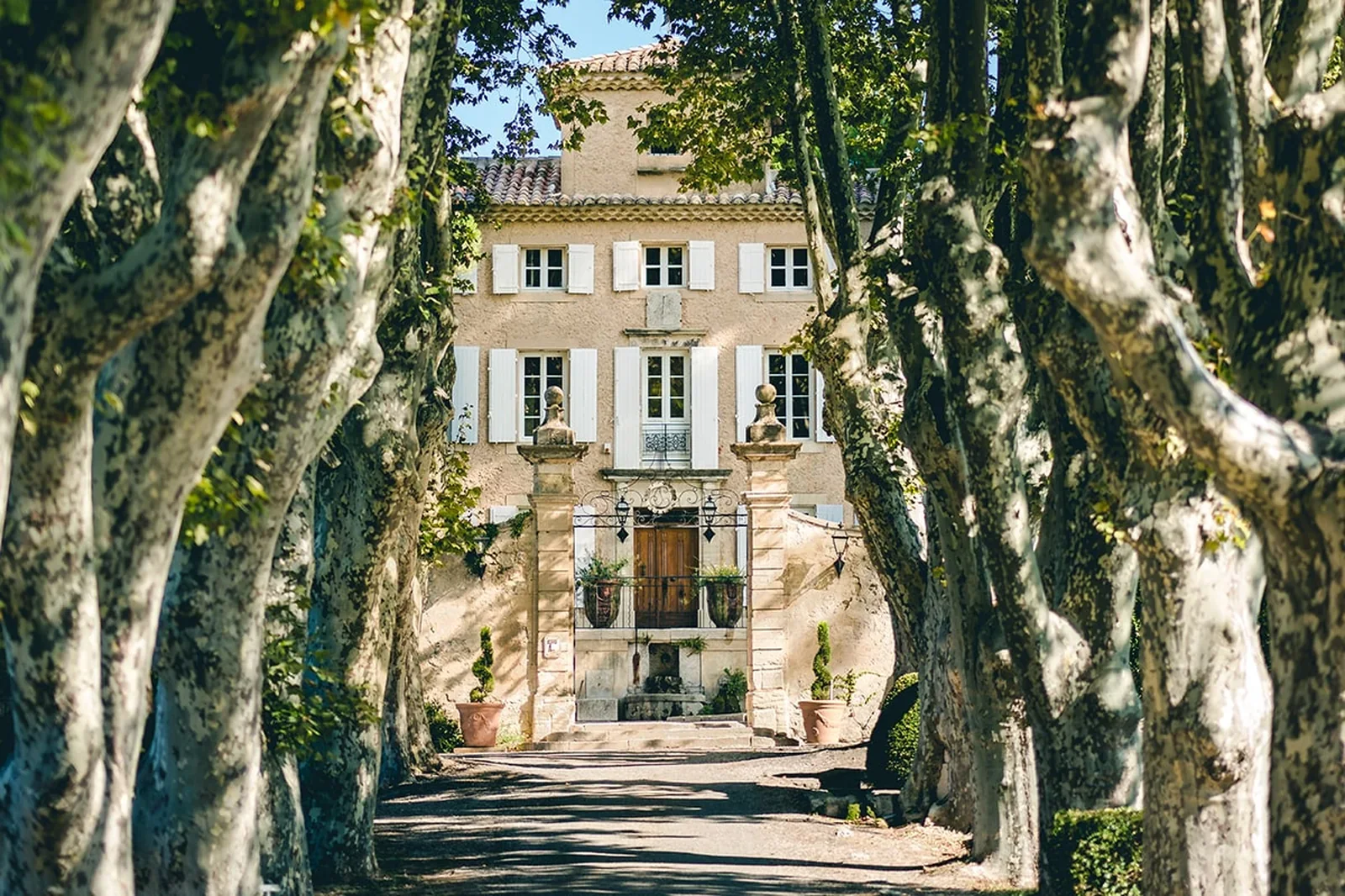 Avenue of plane trees leading to an ochre château with white shutters and an iron gate