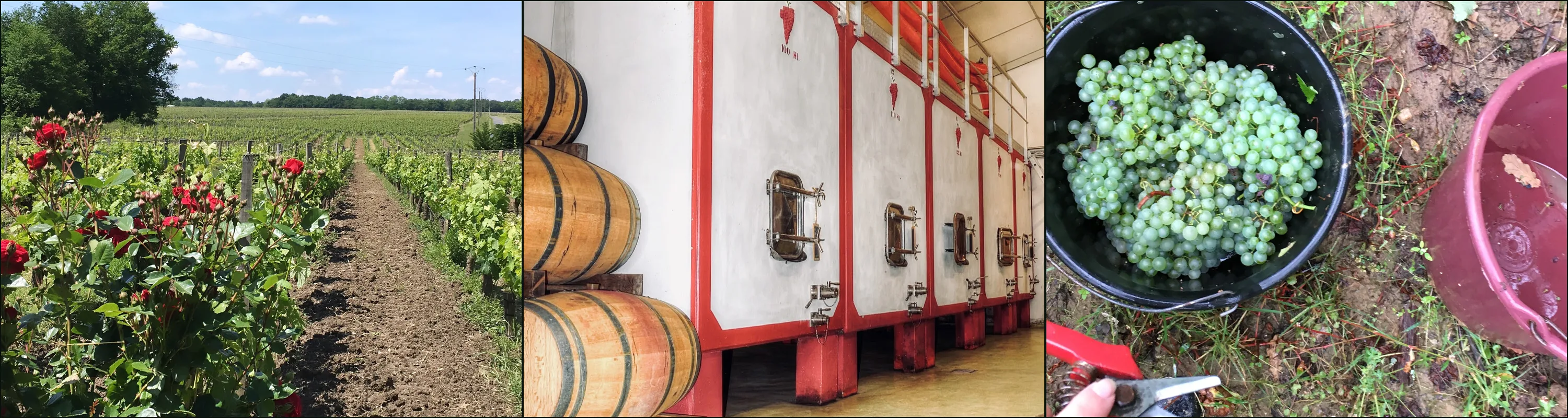 Three photographs at Château Vieux Mougnac: red roses at a vine row end, white vats beside oak barrels, a bucket of pale grapes