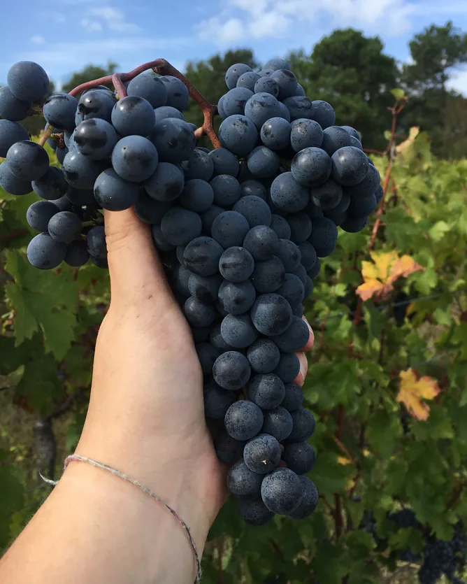 Château Vieux Mougnac &mdash; verified Wine producer