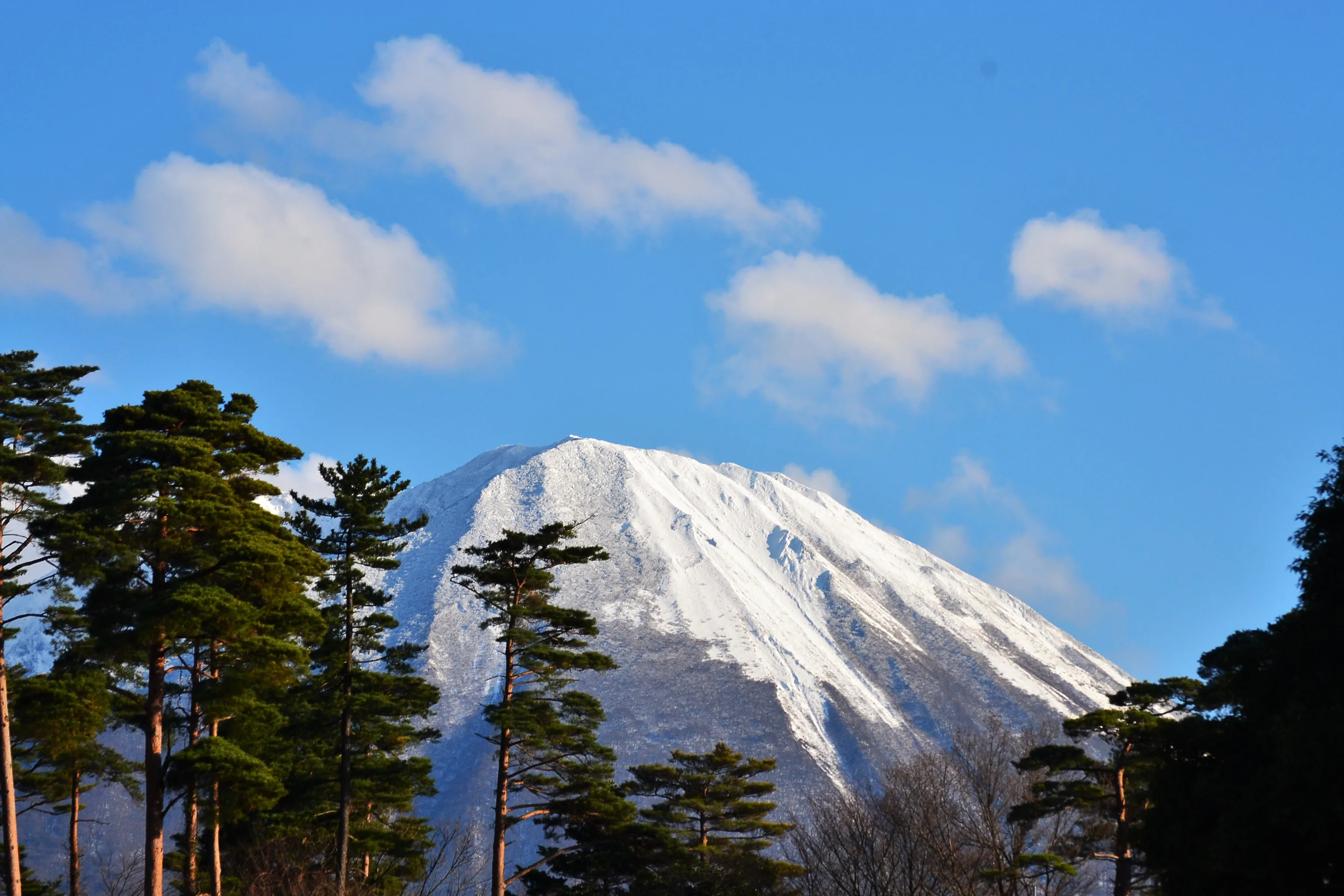 Snow-covered Mount Daisen in Tottori seen between pine trees under a blue sky with scattered clouds