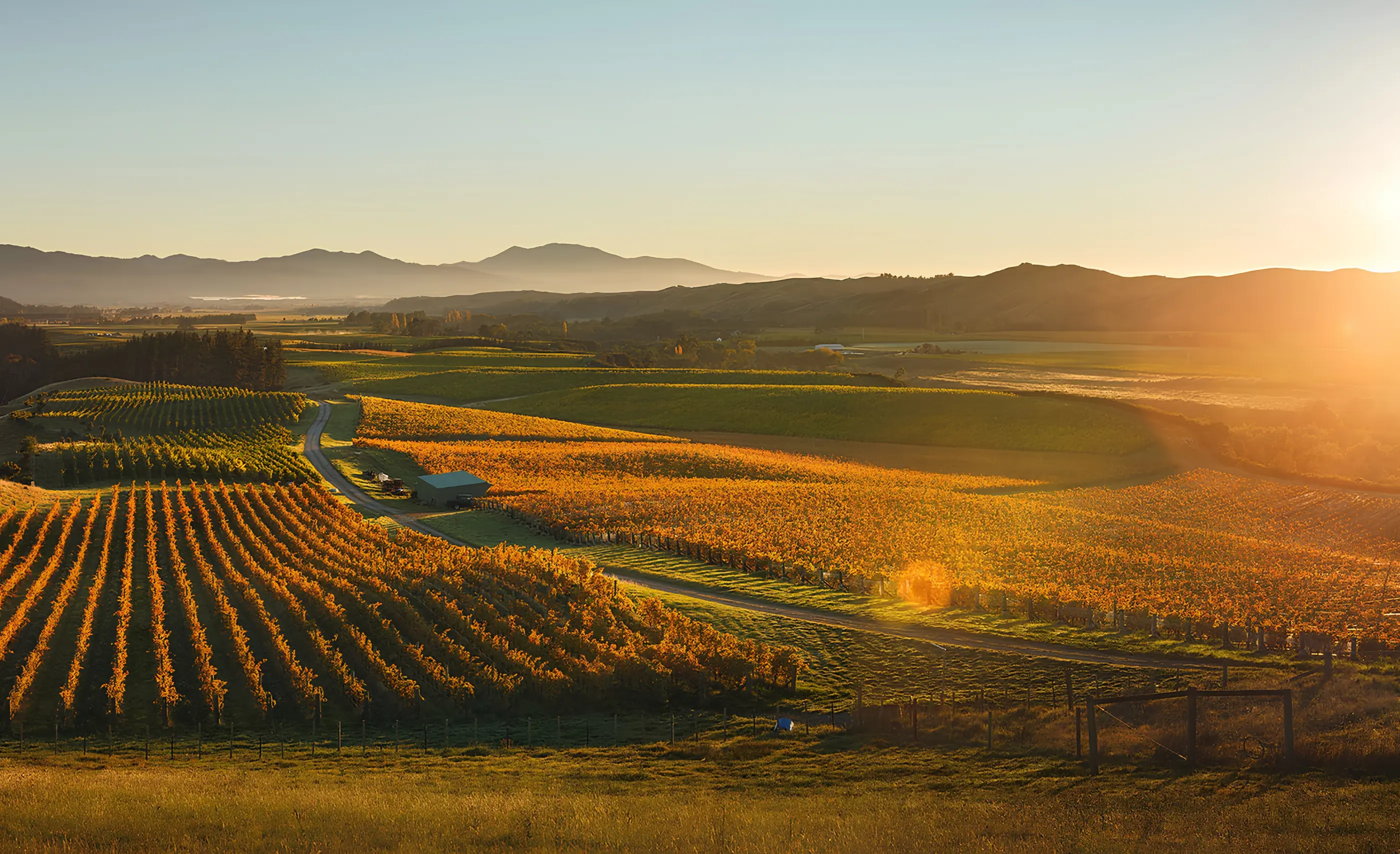 Vineyard blocks in autumn colour on rolling hills at sunrise, with a valley and distant ranges beyond
