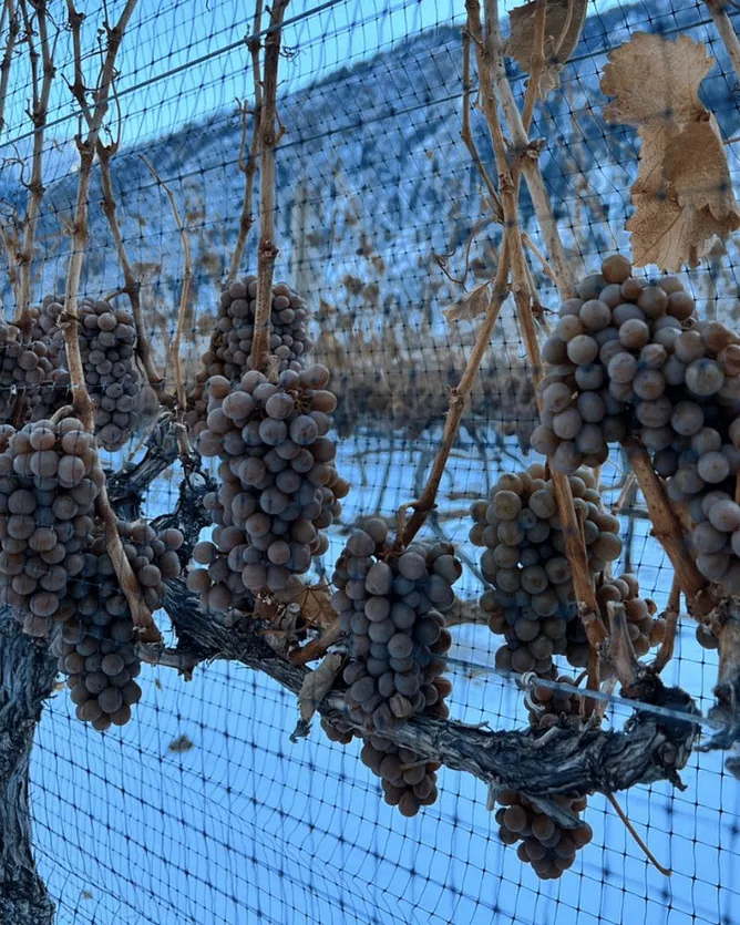 Clos du Soleil &mdash; verified Wine producer