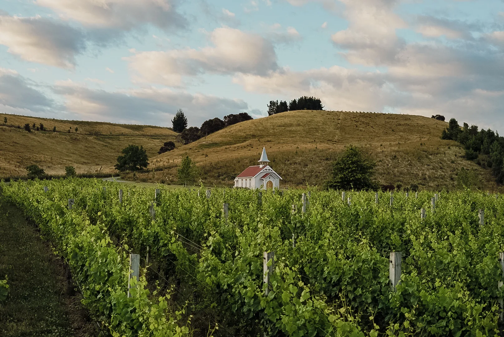 Small white chapel with a red roof and spire on a grassy hillside behind rows of green vines