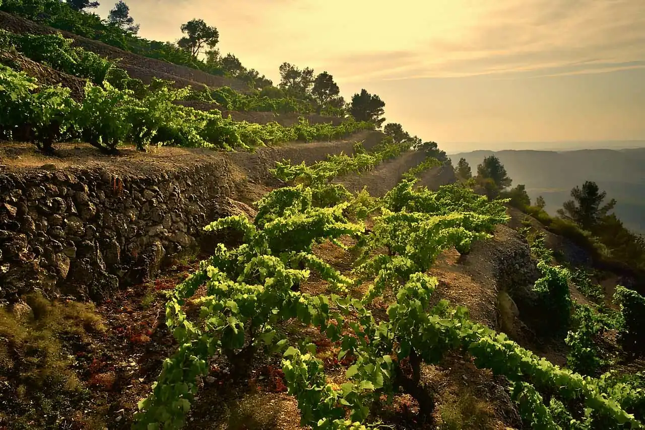 Clos Mogador