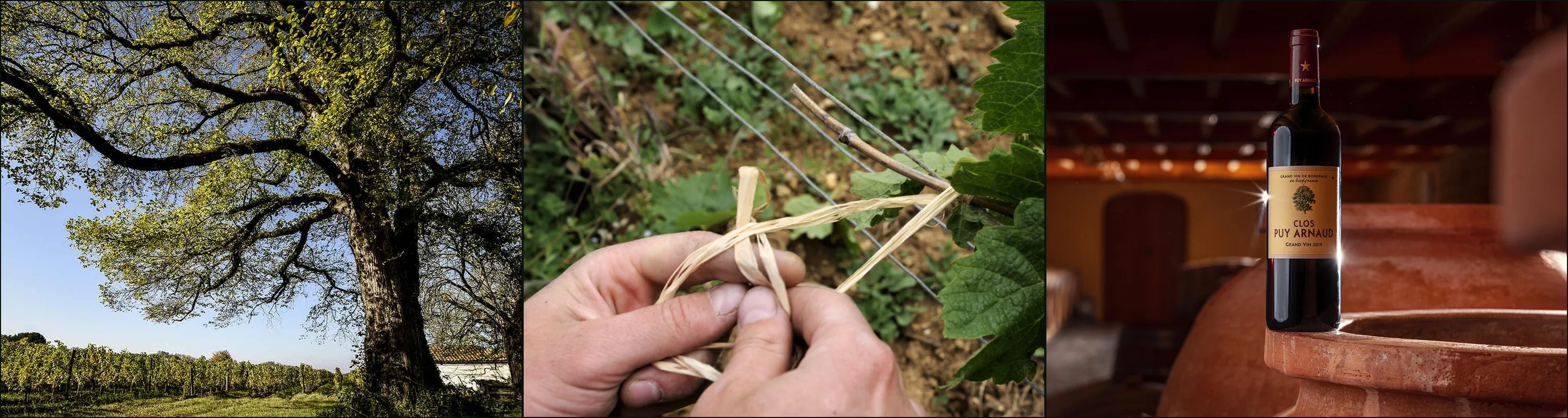 Three photographs at Clos Puy Arnaud: a large old tree over vine rows, hands tying a cane with raffia, a Grand Vin bottle on a terracotta amphora
