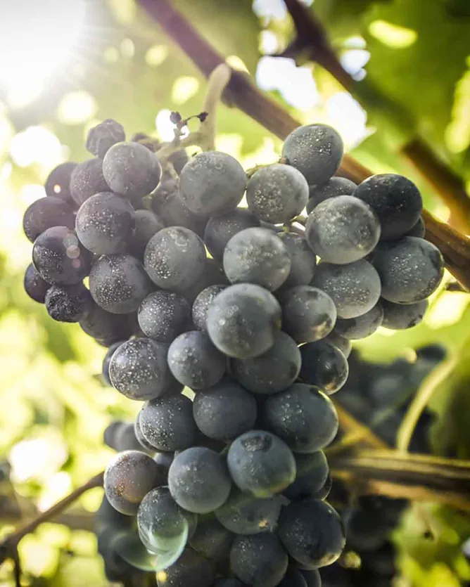 Clos Puy Arnaud &mdash; verified Wine producer