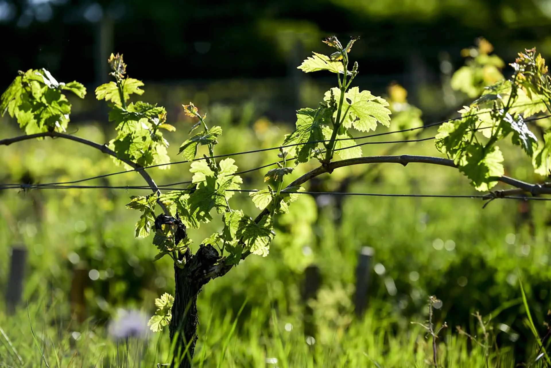 Single vine with fresh spring shoots trained along two wires in a grassed row, backlit, at Clos Puy Arnaud