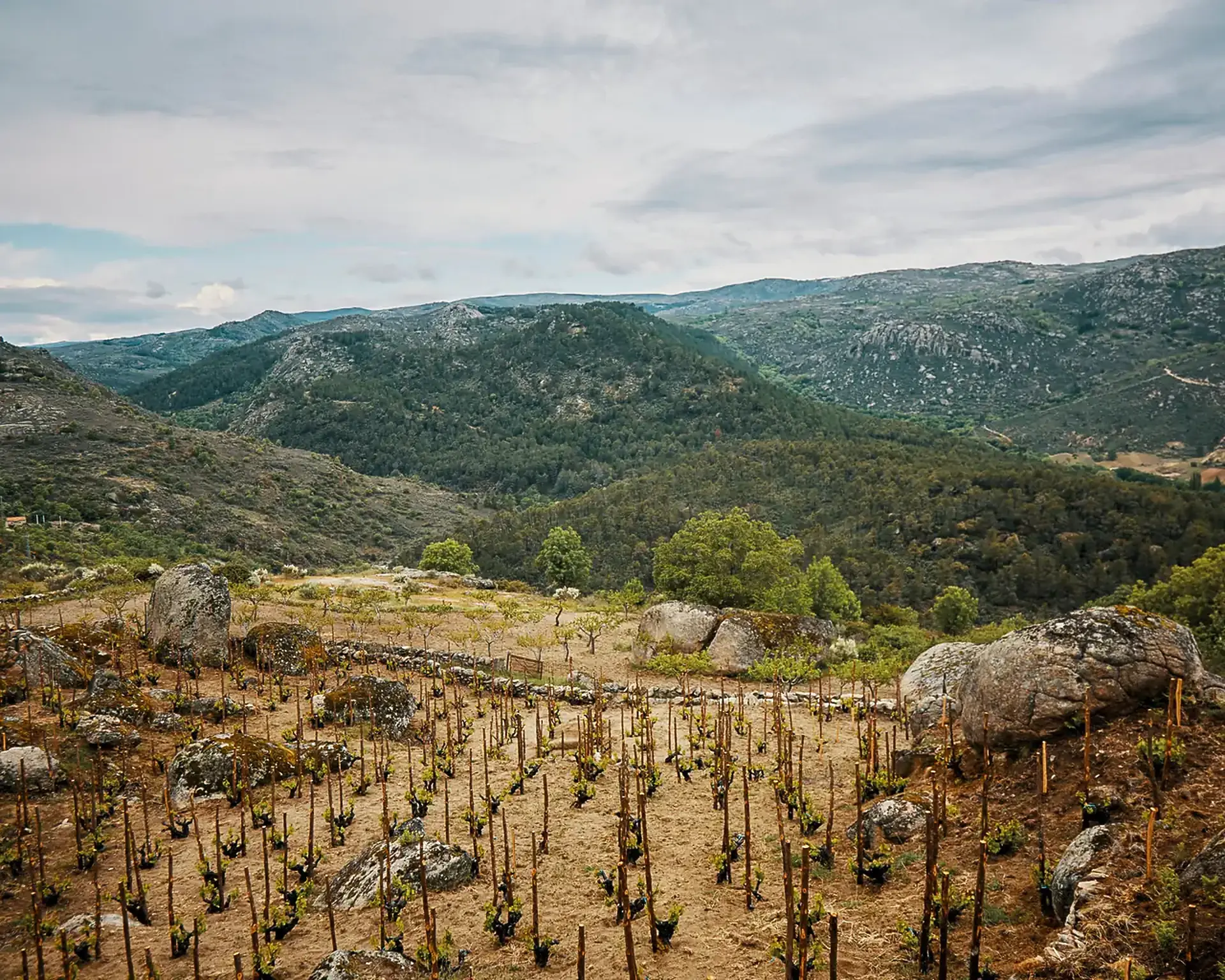 Walled plot of low staked vines among granite boulders on a hillside, with forested mountains beyond