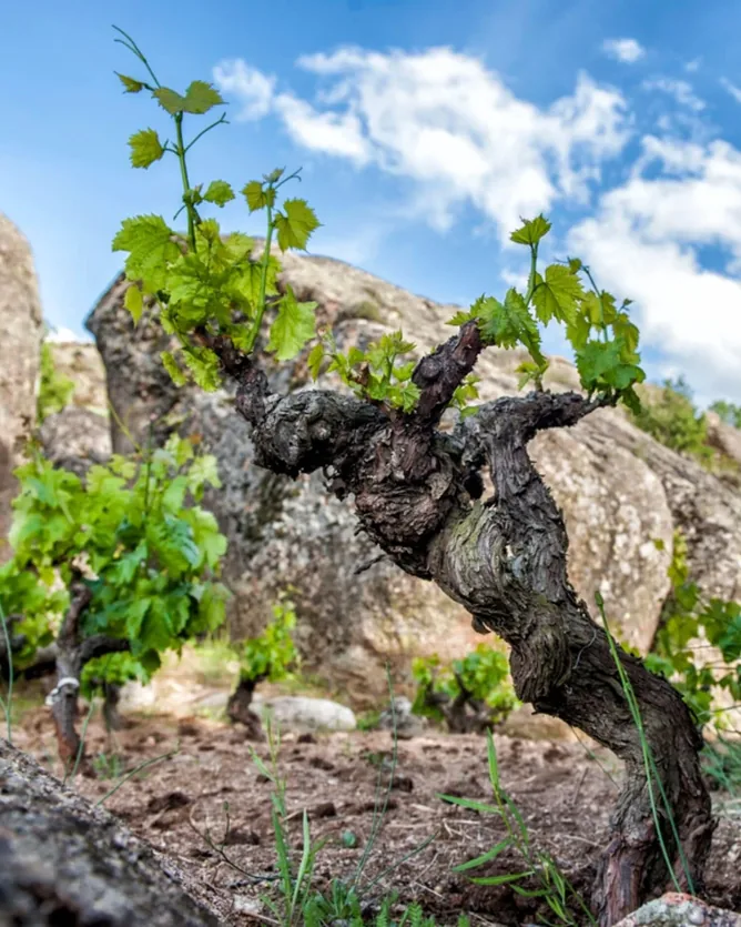 Comando G &mdash; verified Wine producer