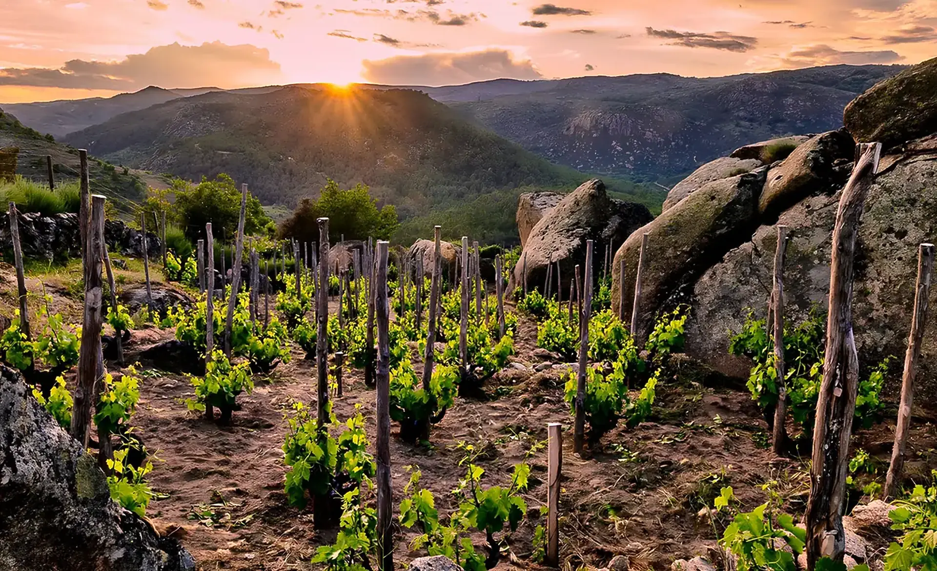 Staked vines among granite boulders with a mountain range behind at sunset